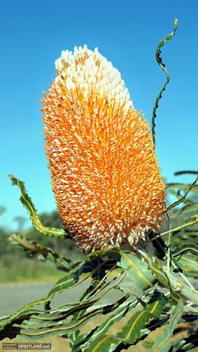 Banksia Flower, WA. 